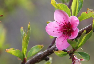 ​淡雅不俗的女孩名字鼠年