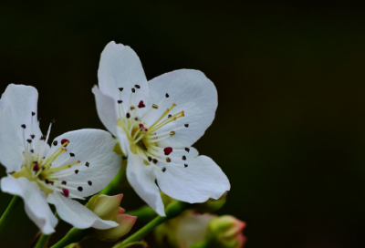 ​女孩起名单字名字大全双字名大全