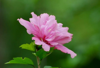 ​女孩起名带纯字的女孩名字大全