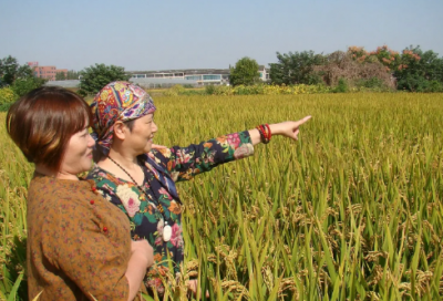 ​芒种的文艺文案,芒种的美句(汇编)