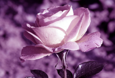 ​农业公司名字大全参考,寓意好的农业公司名称