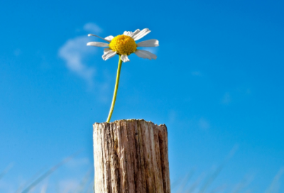 ​四字公司名称大全推荐,四个字顺口公司名字