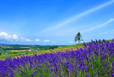 ​情侣名两个字的情侣名(优选491个)