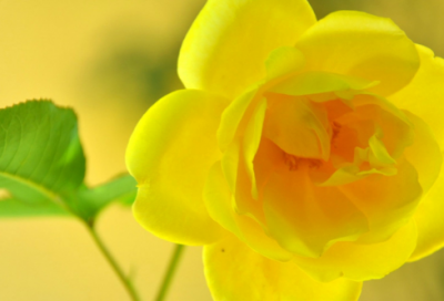 ​情人节情侣网名大全唯美诗意(64个)