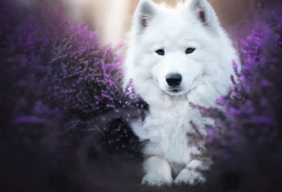 ​最好看的网名女生昵称(精选825个)