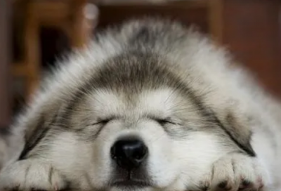 ​诗意好听的游戏id(1249个)