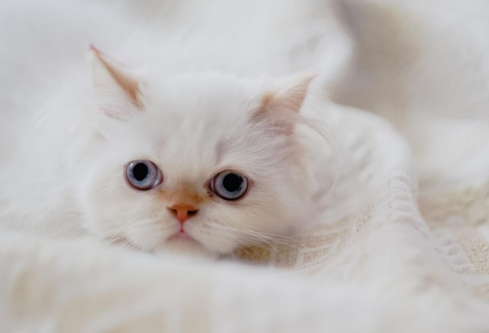 1689286852919856.png image.png