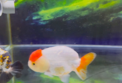 ​诗意又撩人的游戏名字(共537个)