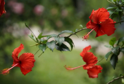 ​爱情中的情侣网名(449个)