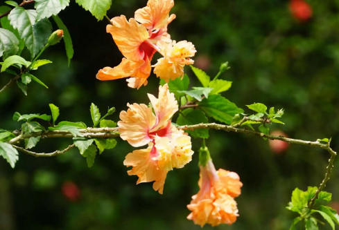 1689890072262765.png image.png