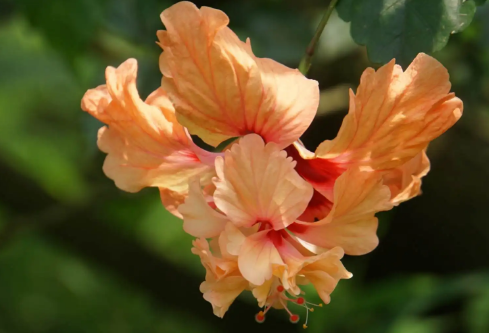 1689890239897723.png image.png