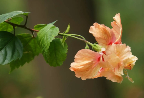 1689890739864510.png image.png