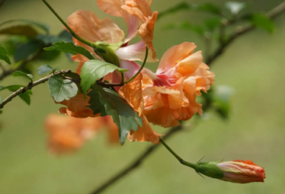 ​2023年诗情画意的情侣网名(精选418个)