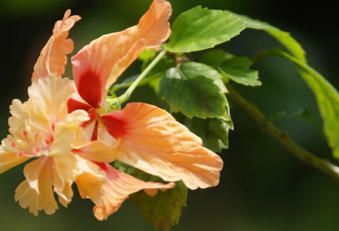 1689897570488796.png image.png