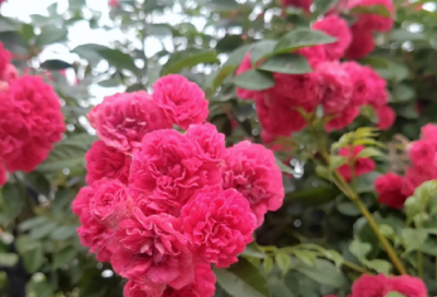 ​相爱qq情侣网名大全 互相爱对方的情侣网名