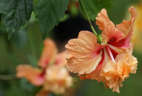 1689910397950509.png image.png