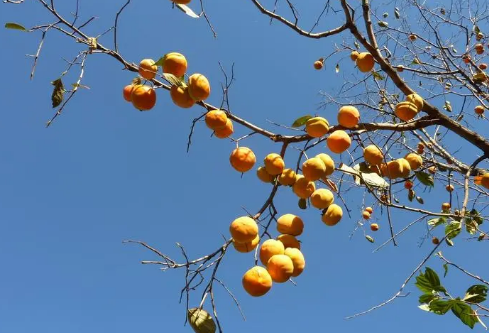 1689911063898990.png image.png