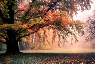 ​精选抖音好听的女生网名(精选382个)