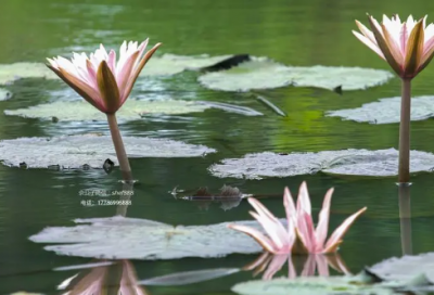 ​最伤感的男生个性网名(548个)