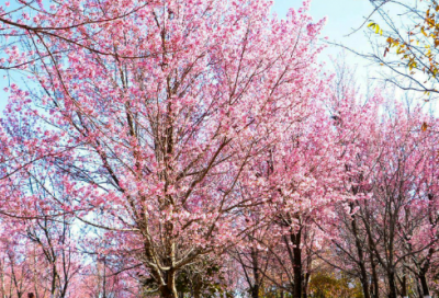 ​qq女性伤感网名(共109个)