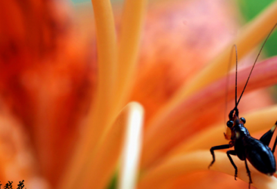 ​伤感的qq网名带符号(共62个)